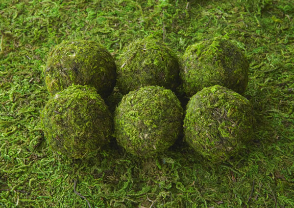 Moss Ball Removal